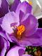 Premium Photographic Print