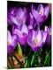 Premium Photographic Print
