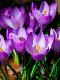 Premium Photographic Print
