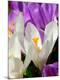 Premium Photographic Print