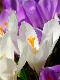 Premium Photographic Print