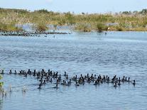 Ducks and Wildlife in Salt Marsh, Florida, USA-Lisa S Engelbrecht-Photographic Print