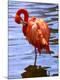 Photographic Print