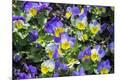 Premium Photographic Print