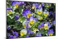 Premium Photographic Print