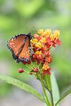 Queen butterfly, Scarlet Milkweed, USA-Lisa S Engelbrecht-Photographic Print