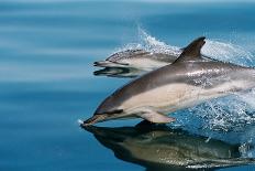 Common dolphins (Delphinus delphis) surfacing at speed in very calm waters-Lisa Steiner-Mounted Photographic Print