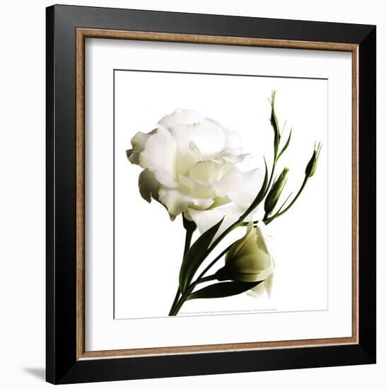 Lisanthe-Cédric Porchez-Framed Art Print