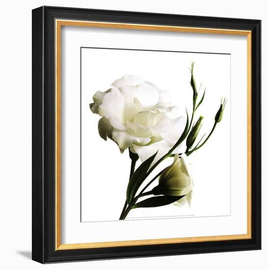 Lisanthe-Cédric Porchez-Framed Art Print