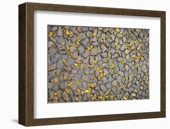 Lisbon, Portugal. Yellow flower petals on the ground.-Julien McRoberts-Framed Photographic Print