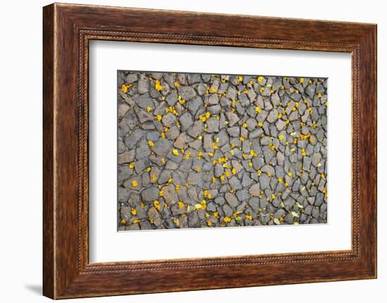 Lisbon, Portugal. Yellow flower petals on the ground.-Julien McRoberts-Framed Photographic Print