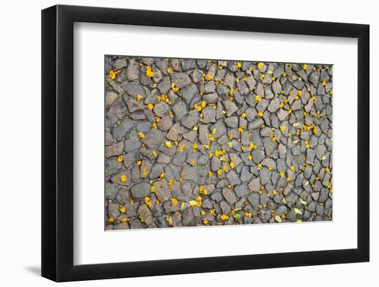 Lisbon, Portugal. Yellow flower petals on the ground.-Julien McRoberts-Framed Photographic Print