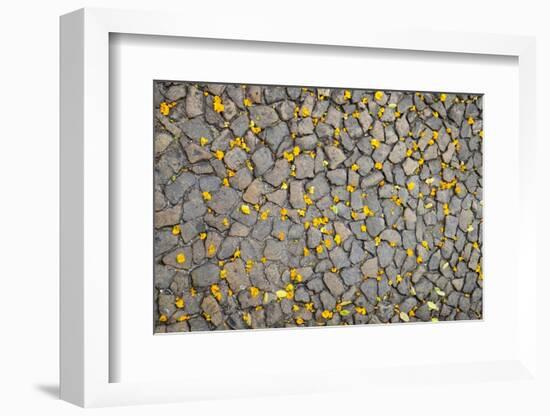 Lisbon, Portugal. Yellow flower petals on the ground.-Julien McRoberts-Framed Photographic Print