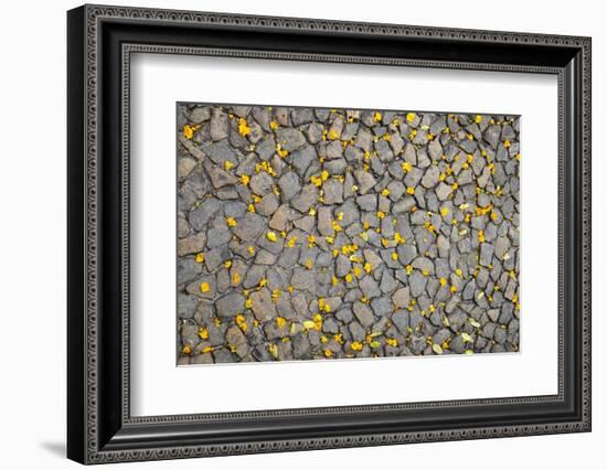 Lisbon, Portugal. Yellow flower petals on the ground.-Julien McRoberts-Framed Photographic Print