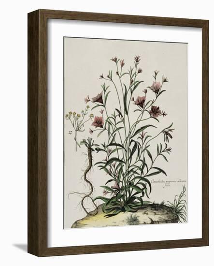 Liseron-Nicolas Robert-Framed Giclee Print