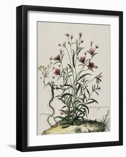 Liseron-Nicolas Robert-Framed Giclee Print
