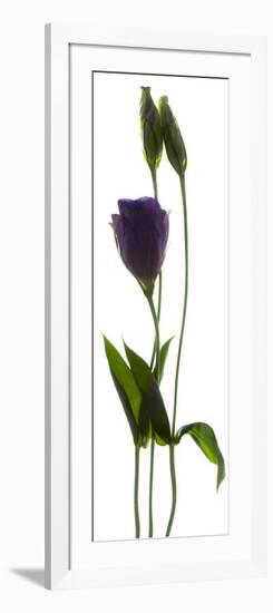 Lisianthus Duo-Julia McLemore-Framed Photographic Print