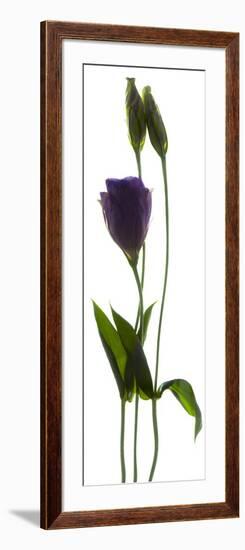 Lisianthus Duo-Julia McLemore-Framed Photographic Print