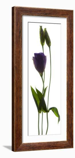 Lisianthus Duo-Julia McLemore-Framed Photographic Print