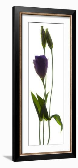 Lisianthus Duo-Julia McLemore-Framed Photographic Print