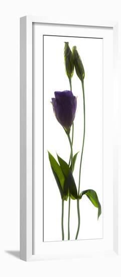 Lisianthus Duo-Julia McLemore-Framed Photographic Print