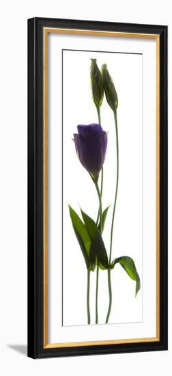 Lisianthus Duo-Julia McLemore-Framed Photographic Print