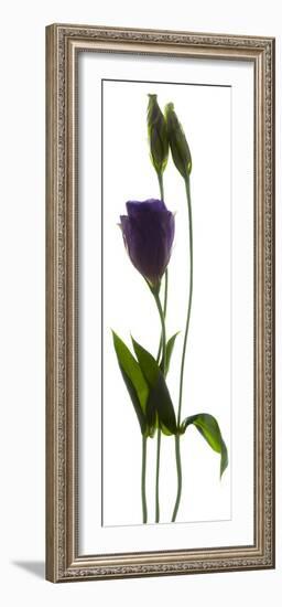 Lisianthus Duo-Julia McLemore-Framed Premium Photographic Print