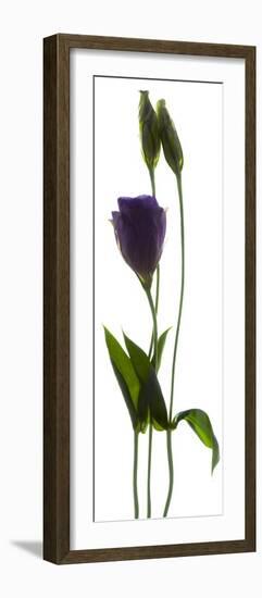 Lisianthus Duo-Julia McLemore-Framed Premium Photographic Print