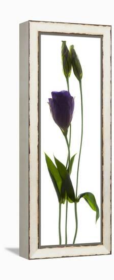 Lisianthus Duo-Julia McLemore-Framed Premier Image Canvas