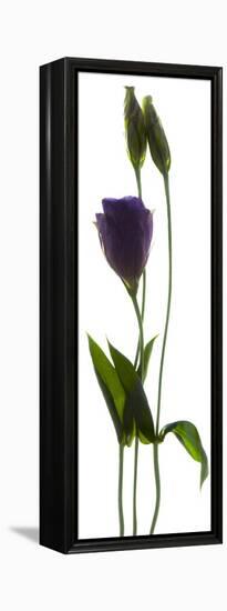 Lisianthus Duo-Julia McLemore-Framed Premier Image Canvas