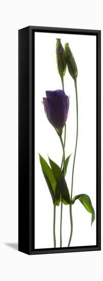 Lisianthus Duo-Julia McLemore-Framed Premier Image Canvas