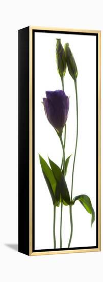 Lisianthus Duo-Julia McLemore-Framed Premier Image Canvas