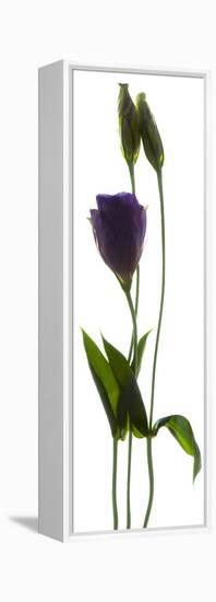 Lisianthus Duo-Julia McLemore-Framed Premier Image Canvas