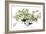 Lisianthus Flowers (Lisianthus Sp.)-Erika Craddock-Framed Photographic Print