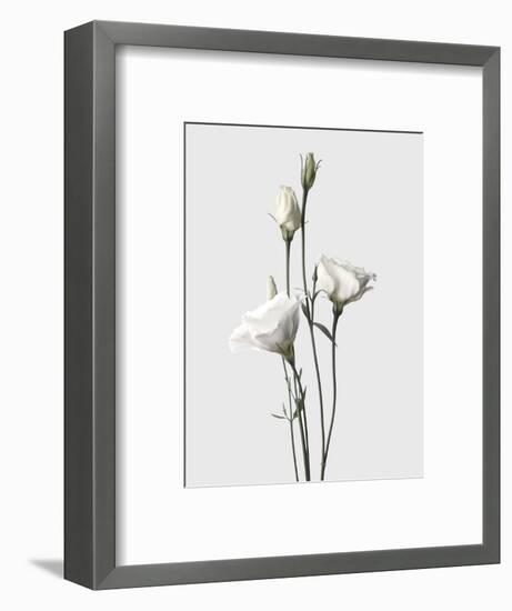 Lisianthus White-Design Fabrikken-Framed Photographic Print