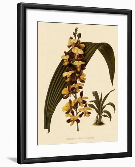 Lissochilus Krebsii Var. Purpuratus-John Nugent Fitch-Framed Giclee Print