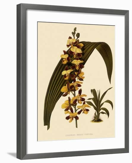 Lissochilus Krebsii Var. Purpuratus-John Nugent Fitch-Framed Giclee Print