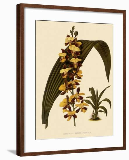 Lissochilus Krebsii Var. Purpuratus-John Nugent Fitch-Framed Giclee Print