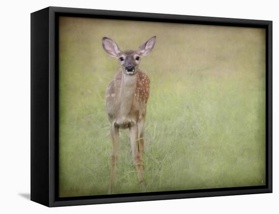 Listening Ears White Tailed Fawn-Jai Johnson-Framed Premier Image Canvas