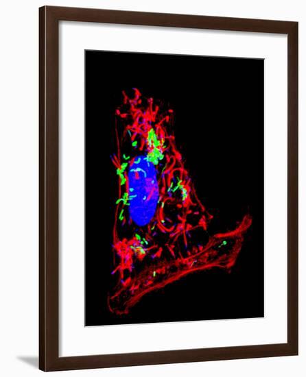 Listeria Bacteria Infecting a HeLa Cell-Science Photo Library-Framed Photographic Print
