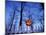 Lit Jack o'-Lantern Perched on Picket Fence-Ralph Morsch-Mounted Photographic Print