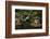 Lit Pagoda, Portland Japanese Garden, Portland, Oregon, USA, Pr-Michel Hersen-Framed Photographic Print