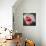 Lit Tulip 2-Lily Van Bienen-Giclee Print displayed on a wall