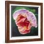 Lit Tulip 2-Lily Van Bienen-Framed Giclee Print