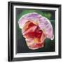 Lit Tulip 2-Lily Van Bienen-Framed Giclee Print