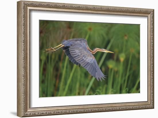 Lithe Flight-Staffan Widstrand-Framed Giclee Print