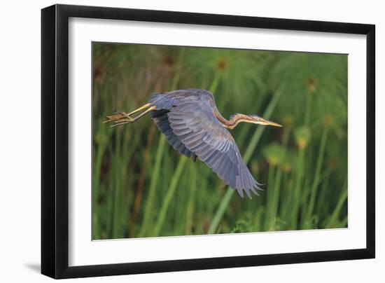 Lithe Flight-Staffan Widstrand-Framed Giclee Print