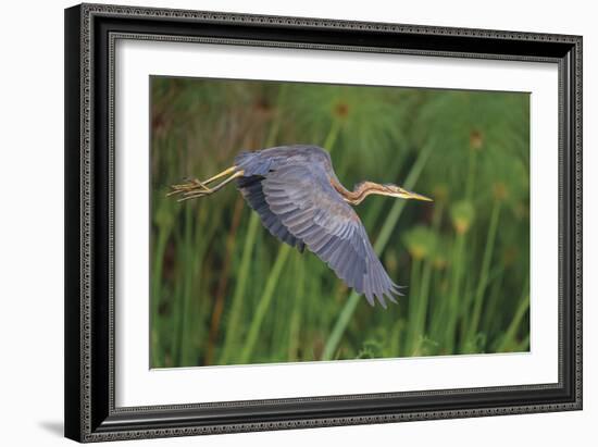 Lithe Flight-Staffan Widstrand-Framed Giclee Print