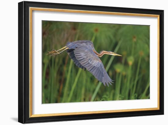 Lithe Flight-Staffan Widstrand-Framed Giclee Print