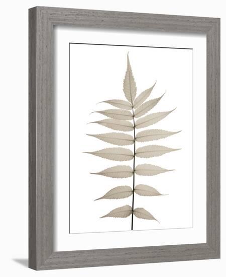 Lithe Leaves-Assaf Frank-Framed Giclee Print